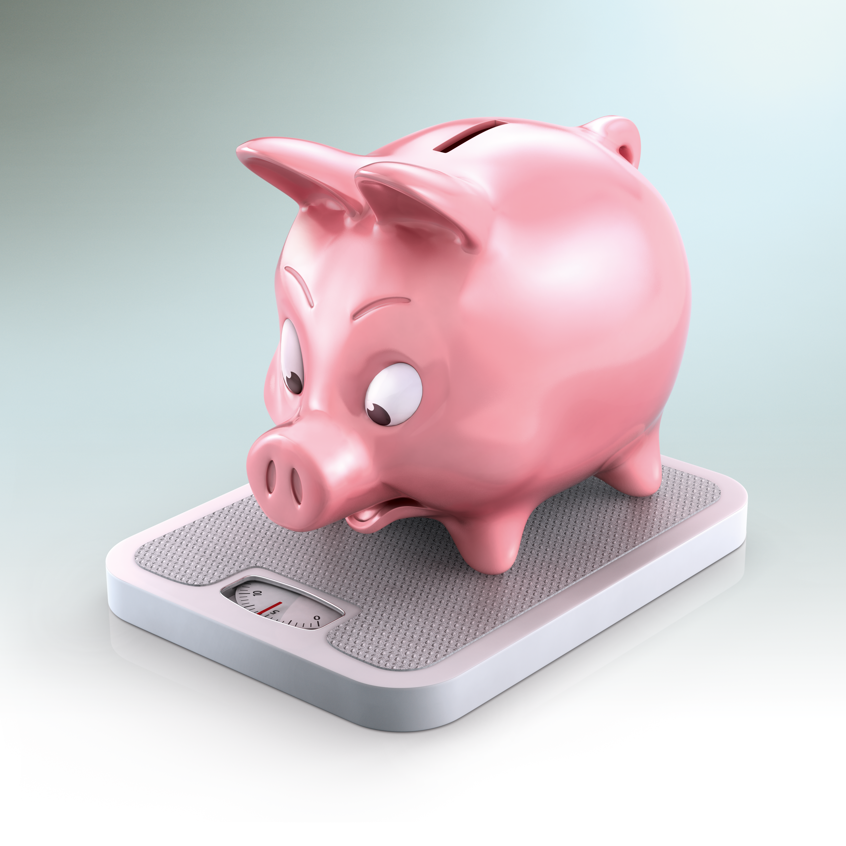 pig
